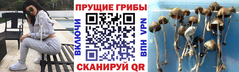 Галлюциногенные грибы Cubensis  цены   Костерёво 